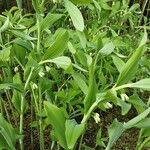 Polygonatum multiflorum Ліст