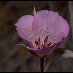 Calochortus striatus Květ