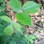 Rubus nigricans Fuelha