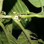 Siparuna pauciflora