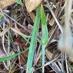 Agrostis exarata Φύλλο