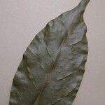 Ormosia melanocarpa Otro