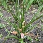 Allium chamaemoly Blomst