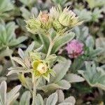 Potentilla valderia Flower