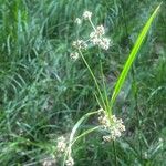 Scirpus hattorianus 花