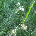 Scirpus hattorianus