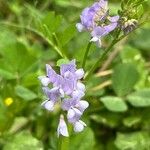 Vicia ludoviciana Flower