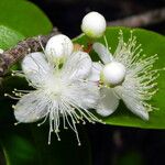Gossia diversifolia Flor