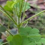 Oxalis stricta ᱪᱷᱟᱹᱞᱤ