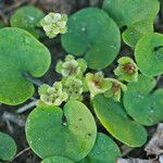 Dichondra carolinensis Λουλούδι