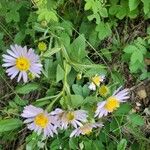 Erigeron peregrinus Flower
