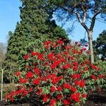 Rhododendron argipeplum Hábito