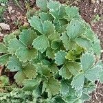 Potentilla megalantha Leaf