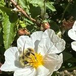 Cistus populifolius Flower