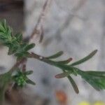 Fumana procumbens Yaprak