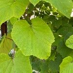 Vitis coignetiae برگ