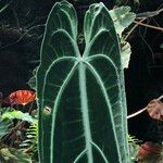 Anthurium warocqueanum Hábito