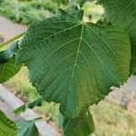 Tilia platyphyllosLeaf