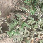 Polygonum plebeium অভ্যাস