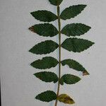 Rhus coriaria Otro
