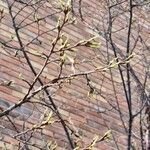 Prunus serrula Õis