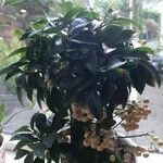 Ardisia crenata List