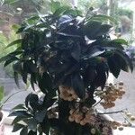 Ardisia crenata Blatt