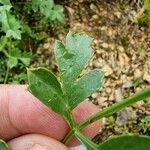 Laserpitium gallicumLeaf