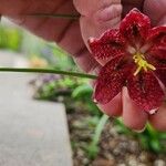 Fritillaria meleagris Flor