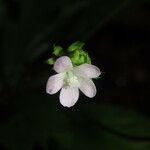 Pavonia schiedeana Цветок