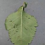 Crataegus douglasii Leaf