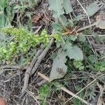 Rumex dentatus Ffrwyth