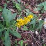 Solidago canadensisFloare