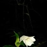 Ruellia tubiflora Květ