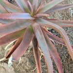 Aloe rupestris পাতা