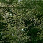 Tamarix gallica List