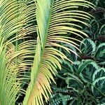 Cycas panzhihuaensis 形態