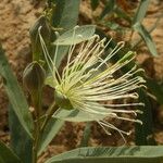 Maerua oblongifolia