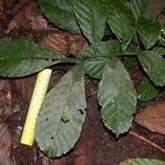 Cupania rufescens Leaf