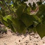 Populus deltoides Fulla