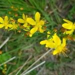 Hypericum pulchrumFlor