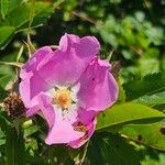 Rosa woodsii Flower