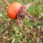 Rosa villosa Fruit