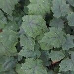 Tiarella cordifolia 葉