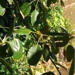 Ficus virens Feuille