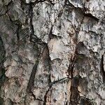 Pinus echinata Corteza