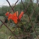 Tecomaria capensis Blüte