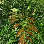Grevillea robusta Folha