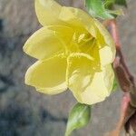 Oenothera stricta Blüte