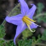 Solanum citrullifolium Flower